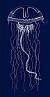 Sea Nettle by Sea life